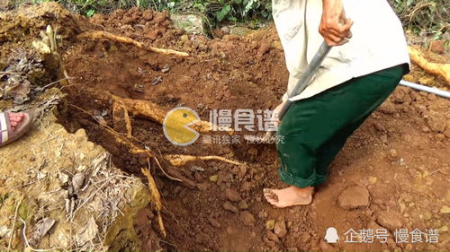 第二步：用小锄头，慢慢挖