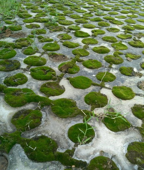 湿地种草烂根大难题，怎么办呢？