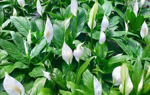 天南星科：水养花卉的佳选