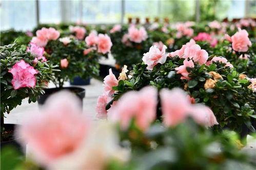 特色引领促发展 赋Neng乡村振兴