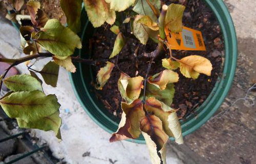 先别急，先来堪堪伤根的原因