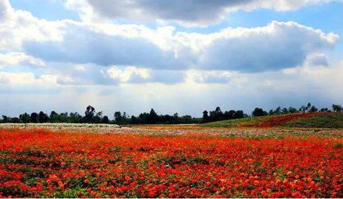 沙漠中的美食与美景