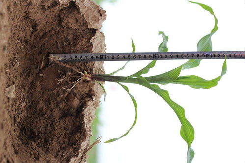 丹参的生长环境：可不是随便撒地上就行的