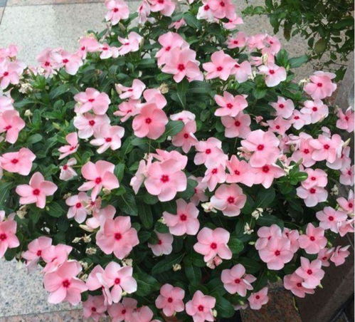长春花是一种耐寒、开花良好的绿化植物