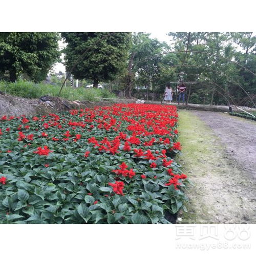 一串红如何通过优化栽培技术实现快速出苗