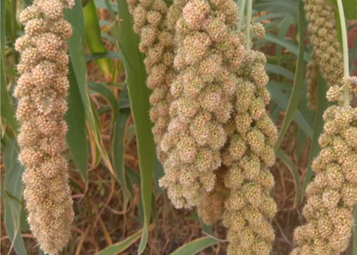 柴胡春天种植的土壤要求