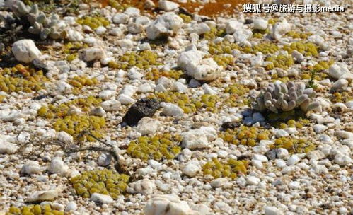 肉锥多肉这么贵？其独特之处究竟在哪里