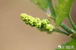 葡萄花期管理技术详解，如何让新手轻松掌握种植技巧