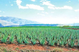 高产有风险， 合理控制种植规模是关键