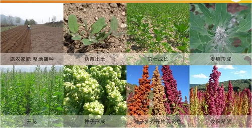 藜麦的特性与种植技巧