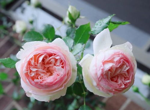 两广地区月季种植小贴士：耐热品种大盘点