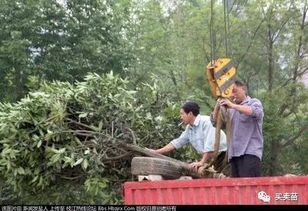 灌透水的重要性