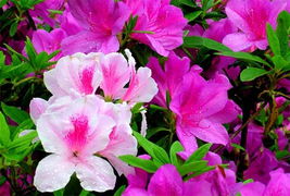 杜鹃花开尽，花落谁家