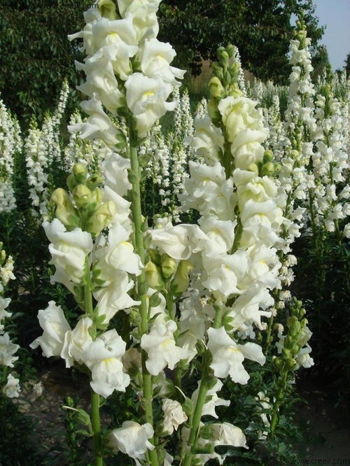 白色花朵， 那些美丽的传说