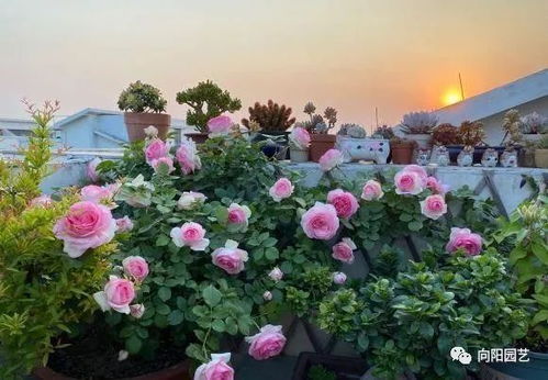 月季施肥，注意事项大盘点