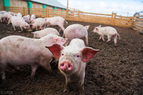 猪蠕形螨病：养殖场不容忽视的隐患