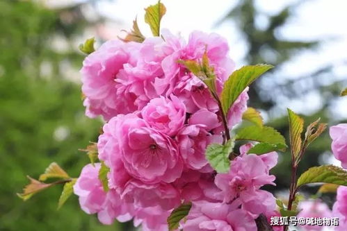 二、 波斯菊、矢车菊，盐碱地里也嫩绽放