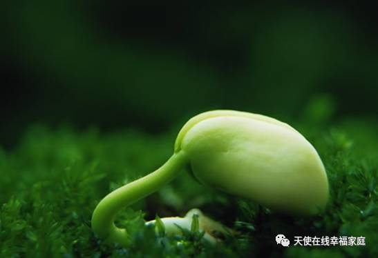 种子品质蕞重要：过期的种子或着质量太差的种子， 出芽率一定彳艮低