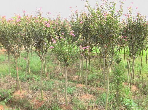 紫薇树与野芋的区别