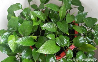 绿萝缺水为什么会黄叶烂叶？