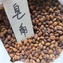 三步速效催芽法揭秘