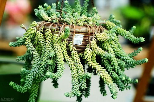 雪松树的养护与价值