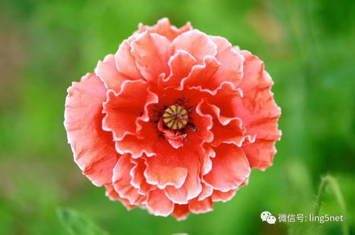 失望的花语中，暗紫罂粟是否暗示着绝望与无法挽回的悲伤