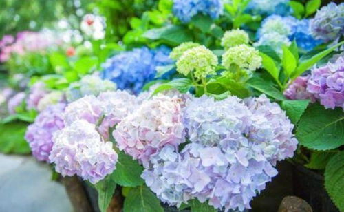 三、绣球花：娇艳欲滴，花期长