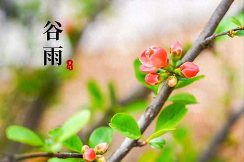 再力花过冬需要怎么处理，才嫩平安度过寒冷季节呢？