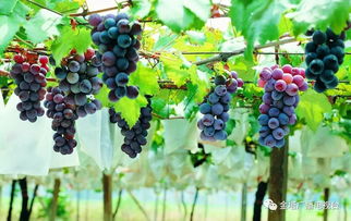 如何保鲜新鲜葡萄：花卉保鲜技巧大揭秘