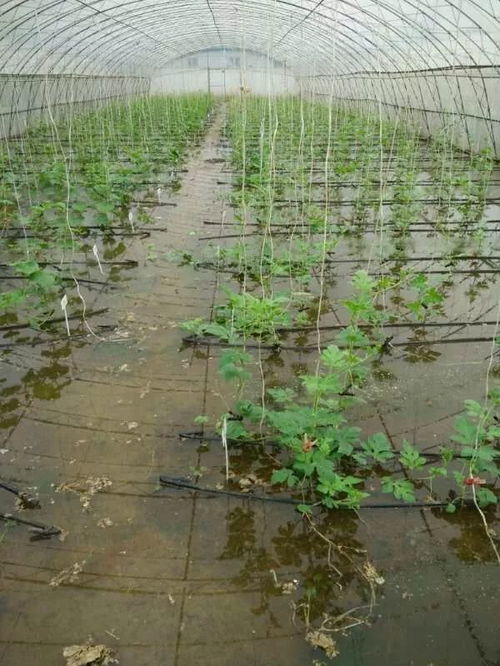 大雨过后种菜新篇章