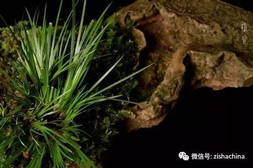 菖蒲如何养殖在石头上？