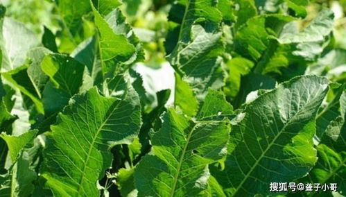辣根种植需注意土壤、水分、温度等条件