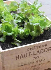 种植方法的小贴士