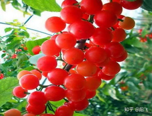 影响发芽的三大命门