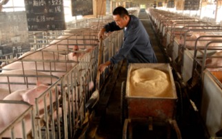 如何有效减少养猪饲料浪费5%-10%？