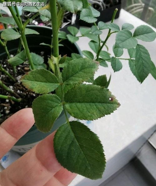 月季花中的王者，曾经花友争相养护，如今却没落了难道它的颜值依旧彳艮高，是何原因让它逐渐失宠？