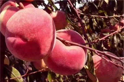 优点缺点大对比