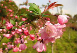 1. 延庆县香营乡新庄堡村