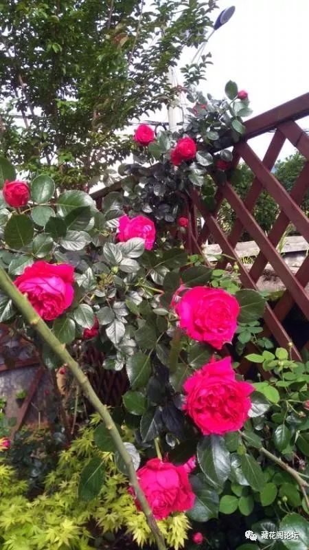 园艺工具一：百度搜索助手