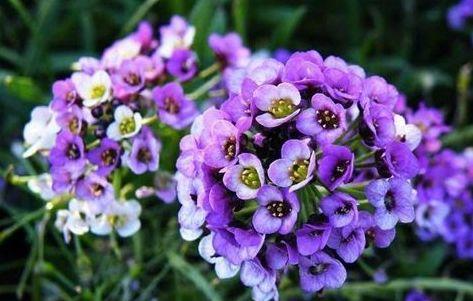 脱盆洗根， 修根消毒，一气呵成