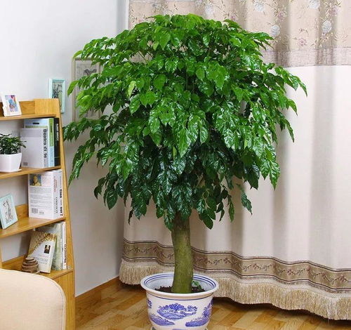 冬季室内养姜荷花，如何保持其旺盛生长