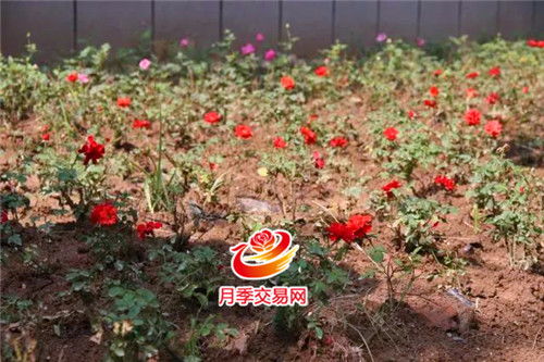 十月山东种花冻苗惨重，省钱小妙招大揭秘！