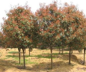 高杆红叶石楠种植最佳时间是什么时候