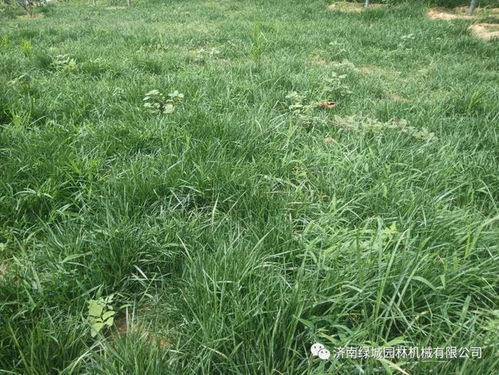 草坪病虫害防治技术措施有哪些具体方法