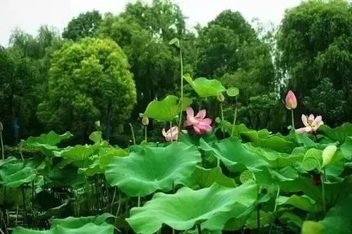 荷花与睡莲：亲姐妹的不同表现