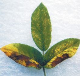 海棠锈病症状揭秘