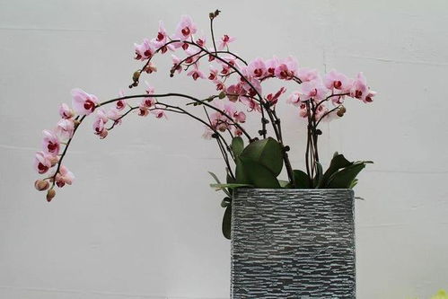蓝蝴蝶养殖过程中，蝴蝶兰如何养护才能使其花朵更加艳丽