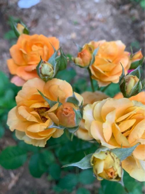 表弟的惨痛教训：买花种总被坑，我可是亲身经历的！