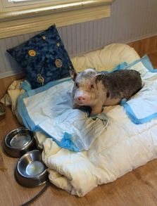 刚出生的小猪全身发烫且通红，是什么原因导致的呢？